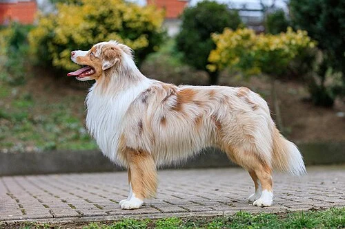 Die Wahrheit über den Australian Shepherd Kurzhaar